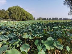 -洪湖生态旅游区