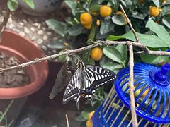 -上海大自然野生昆虫馆(东方明珠·爬宠昆虫探索中心)