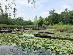 -溱湖国家湿地公园