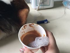 打成肉泥的罐头-美联众合动物医院·24h京西诊疗中心