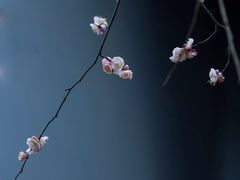 -青羊宫
