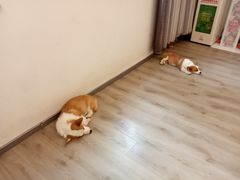 -浣熊柯尔鸭土拨鼠·电玩咖