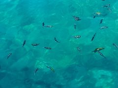 -东姑阿都拉曼海洋公园