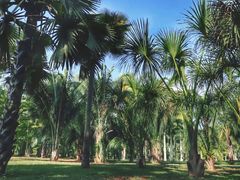 -中国科学院西双版纳热带植物园