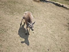 -泉州海丝野生动物世界