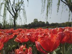 -上海鲜花港