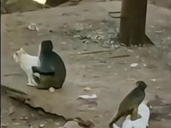 -昆明动物园
