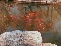-济南大明湖景区