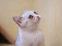 -猫宠乐园·专业洗护