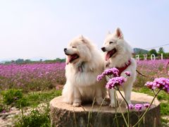 -北京东方普罗旺斯薰衣草庄园
