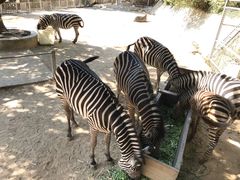 -泉州海丝野生动物世界
