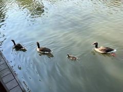 -溱湖国家湿地公园