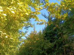 -长白岛森林公园