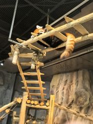 -Zoolung Zoolung动物主题公园(海信广场店)