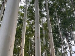 -桉树林A coffee 森林餐厅(三圣乡店)