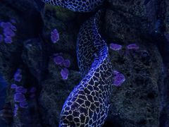 -暹罗海洋世界