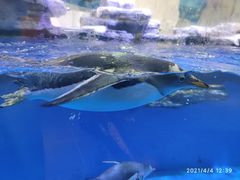 -华夏文旅海洋公园