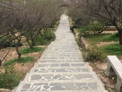 -香雪海
