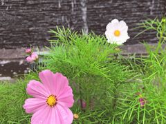 -麦当劳(金平路站店)