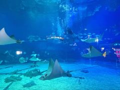 -烟台海昌鲸鲨海洋公园