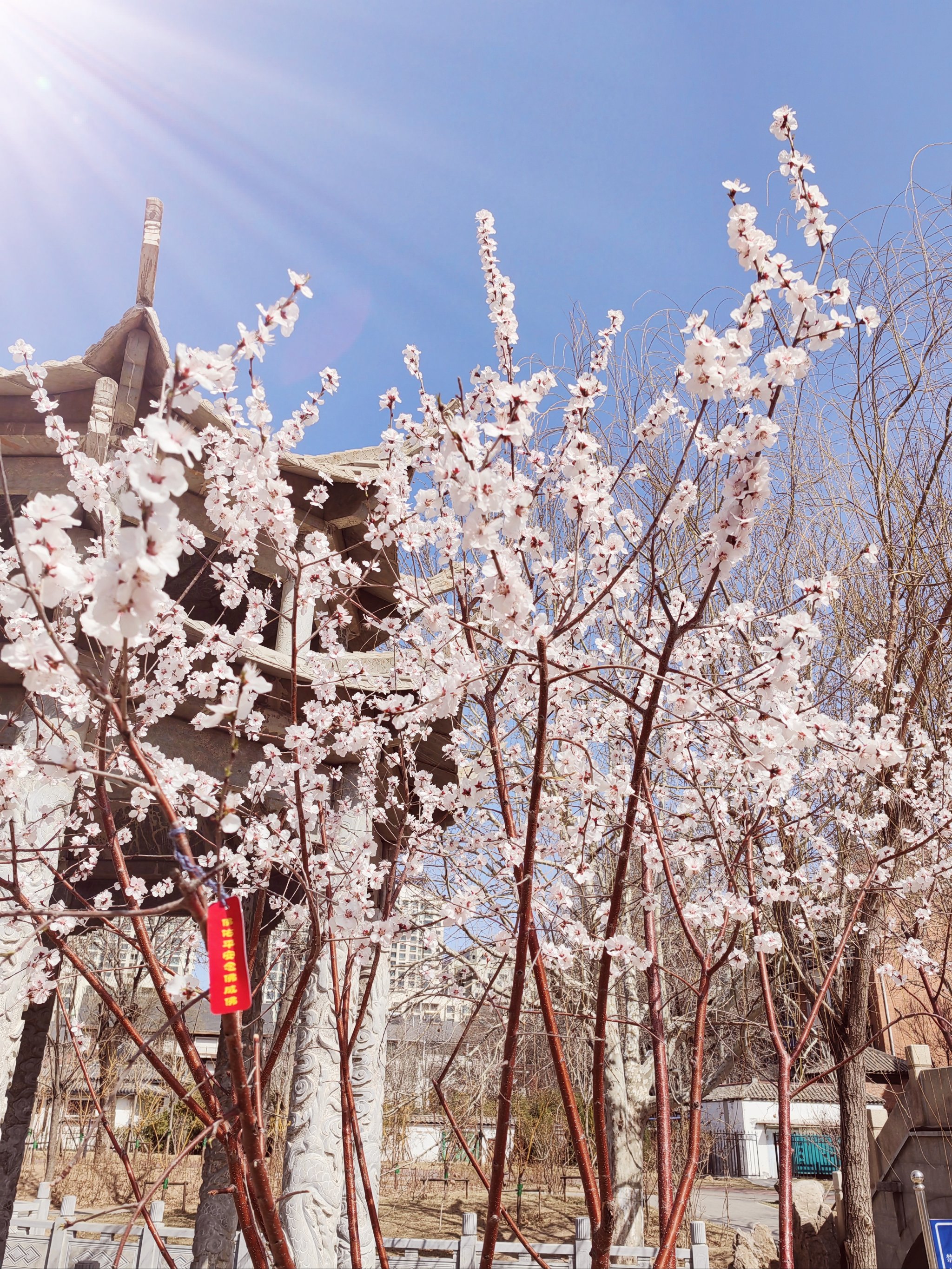 一树桃花开全家福图片