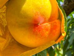 -老袁家蜜桃农场·阳山水蜜桃