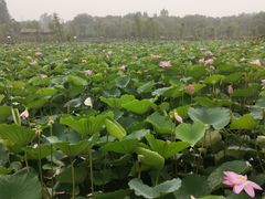 -溱湖国家湿地公园