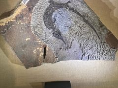 -安徽省地质博物馆