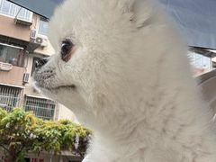 -瑞派申生动物医院·24H夜诊·国际动物医疗中心·骨外科(吴中路店)