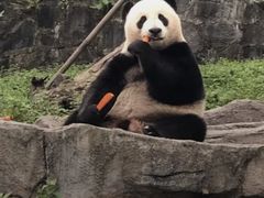 -都江堰中华大熊猫苑