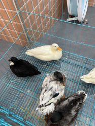 -Moni星球萌宠·小马宝莉·灵蛇·高端高阶全萌宠互动体验俱乐部(红豆国际广场店)
