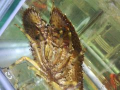 野生琵琶虾，活化石-国际金钻海鲜餐厅