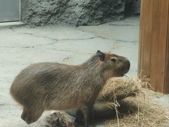-武汉动物园