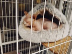 -老梦面包CHEZMOREL(麦子店)