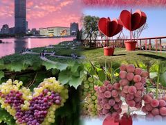 -马陆小张葡萄园农家乐