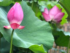 -陈家山荷花公园