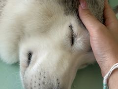 -怪兽屋·羊驼·猫咖·狗咖(俊华广场店)