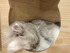 -猫友咖啡店(玉林西路店)