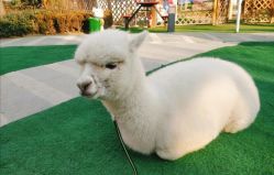 -萌宠亲子动物乐园(槐房万达店)