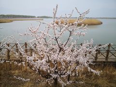 -野鸭湖国家湿地公园