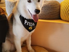 -Husky Go! 哈士奇体验馆·宠物咖啡厅狗咖