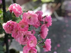 -广富林郊野公园