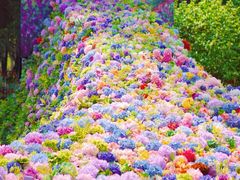 -上海共青森林公园