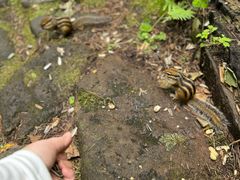 -五营红松林海景区