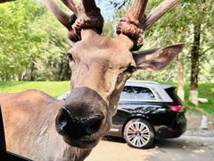 -北京野生动物园