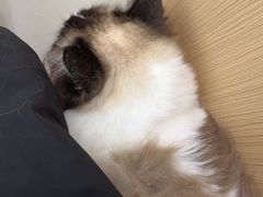 -瑞派康怡24h宠物医院·犬猫医疗中心·微创绝育(瑞景分院)