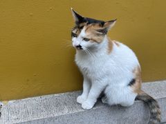 -西园寺素食(西园弄戒幢律寺店)