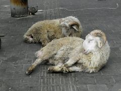 android_upload_pic-新疆玉石阿卜都烧烤(太平南路店)