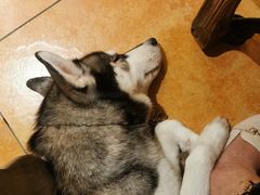 -more than meow吴止猫主题餐厅(承德 中船汇店)