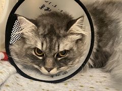 -瑞派康怡24h宠物医院·犬猫医疗中心·微创绝育(瑞景分院)